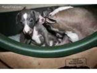Italian Greyhound Puppy for sale in El Dorado Hills, CA, USA