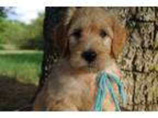 Goldendoodle Puppy for sale in Stanfield, NC, USA