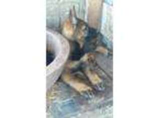 German Shepherd Dog Puppy for sale in Taylor, TX, USA