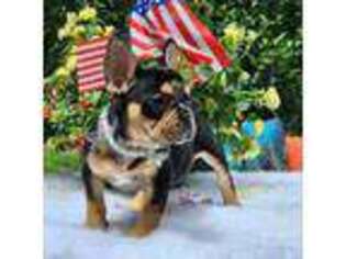 Bulldog Puppy for sale in Attleboro, MA, USA