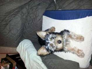 Yorkshire Terrier Puppy for sale in Garland, TX, USA