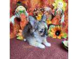 Chihuahua Puppy for sale in Hohenwald, TN, USA