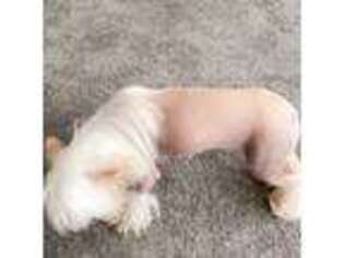 Chinese Crested Puppy for sale in Rich Hill, MO, USA