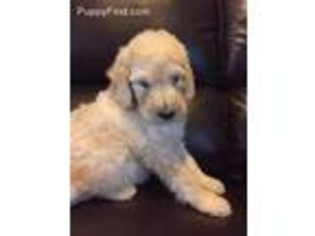 Goldendoodle Puppy for sale in Leicester, NC, USA