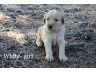 Golden Retriever Puppy for sale in Lincoln, NE, USA