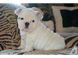 Bulldog Puppy for sale in AUBURN, WA, USA