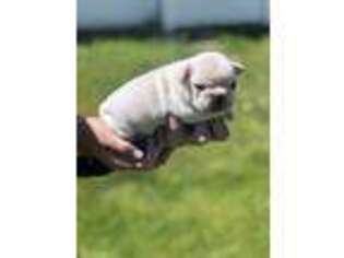 French Bulldog Puppy for sale in Twin Falls, ID, USA