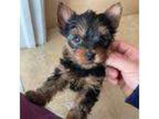 Yorkshire Terrier Puppy for sale in Dunellen, NJ, USA