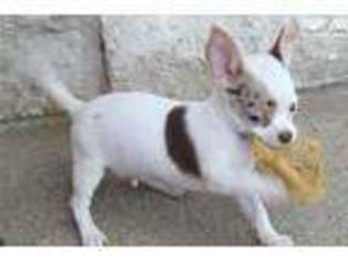 Chihuahua Puppy for sale in Fort Worth, TX, USA