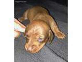 Dachshund Puppy for sale in Sweet Home, OR, USA
