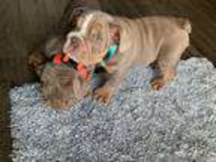 Bulldog Puppy for sale in Columbia, SC, USA