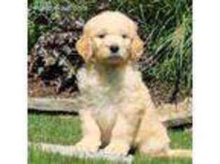 Goldendoodle Puppy for sale in Lynnwood, WA, USA