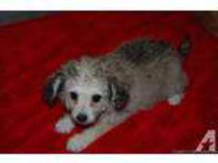 Mutt Puppy for sale in GOLD BAR, WA, USA
