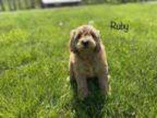 Goldendoodle Puppy for sale in Troy, MO, USA