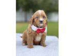 Cavapoo Puppy for sale in Frostproof, FL, USA