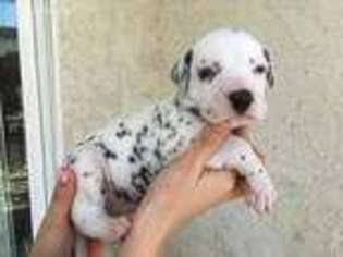 Dalmatian Puppy for sale in Westminster, CA, USA