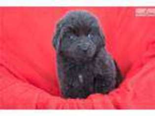 Newfoundland Puppy for sale in Youngstown, OH, USA