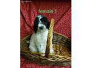 Mutt Puppy for sale in Catawba, NC, USA