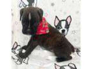 Boxer Puppy for sale in Anaheim, CA, USA