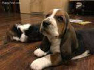 Basset Hound Puppy for sale in Yorba Linda, CA, USA