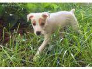 Jack Russell Terrier Puppy for sale in Weirsdale, FL, USA
