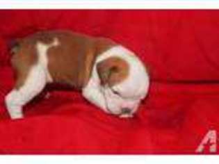 Olde English Bulldogge Puppy for sale in SCIO, OR, USA