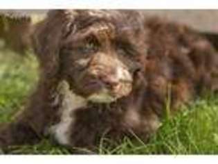 Labradoodle Puppy for sale in Westville, IN, USA