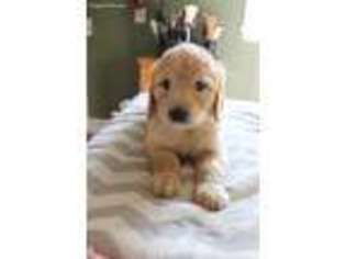 Goldendoodle Puppy for sale in Fonda, IA, USA