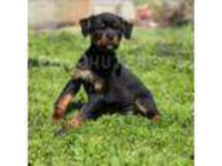 Rottweiler Puppy for sale in Pomona, CA, USA