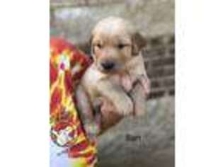 Golden Retriever Puppy for sale in Eubank, KY, USA
