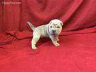 Mutt Puppy for sale in Bonaparte, IA, USA