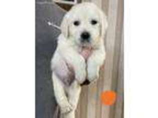 Golden Retriever Puppy for sale in Swainsboro, GA, USA