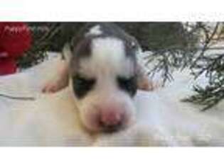 Siberian Husky Puppy for sale in Harrison, AR, USA