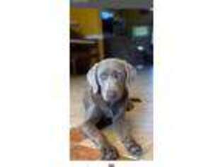 Labrador Retriever Puppy for sale in Walnut Grove, MS, USA
