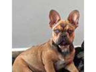 French Bulldog Puppy for sale in Owosso, MI, USA