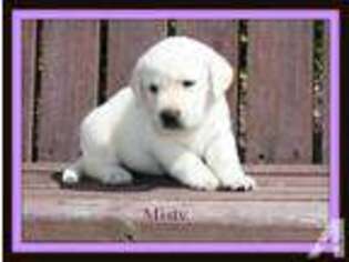 Labrador Retriever Puppy for sale in ENGLEWOOD, OH, USA