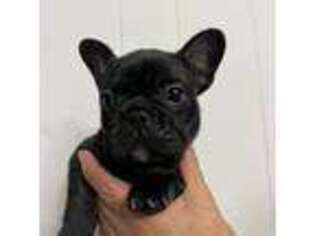 French Bulldog Puppy for sale in Hillsborough, NC, USA