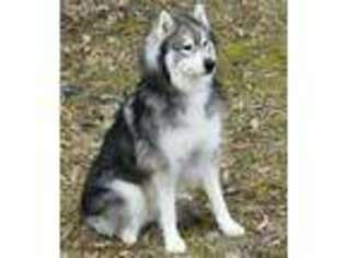 Siberian Husky Puppy for sale in De Soto, MO, USA