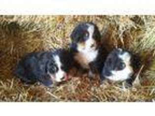 Bernese Mountain Dog Puppy for sale in Knightstown, IN, USA