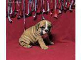 Bulldog Puppy for sale in Kokomo, IN, USA