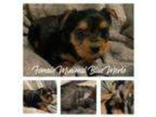 Yorkshire Terrier Puppy for sale in Maysville, NC, USA