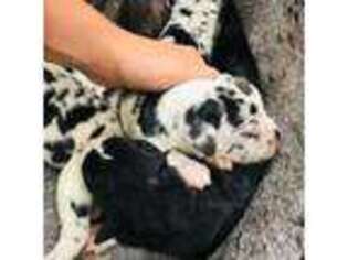 Great Dane Puppy for sale in Nappanee, IN, USA