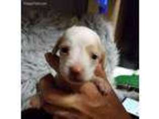 Dachshund Puppy for sale in Kress, TX, USA