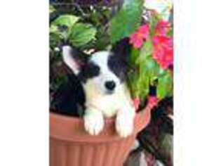 Cardigan Welsh Corgi Puppy for sale in Greenville, MI, USA