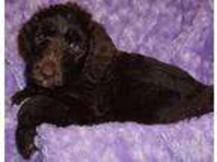 Labradoodle Puppy for sale in La Habra, CA, USA