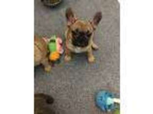French Bulldog Puppy for sale in Harrodsburg, KY, USA