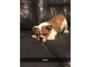 Bulldog Puppy for sale in Huntsville, AL, USA
