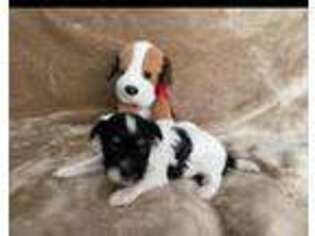 Havanese Puppy for sale in Ravenna, TX, USA