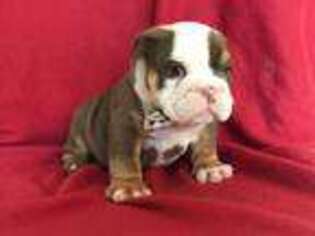 Bulldog Puppy for sale in Quinton, OK, USA