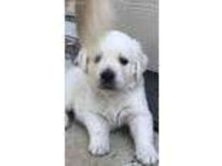 Golden Retriever Puppy for sale in Aubrey, TX, USA